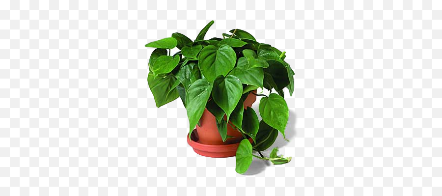 10 Easy To Maintain Houseplants - Philodendron Poisonous To Cats Emoji,Omplicated House Plant With Emotions Sign
