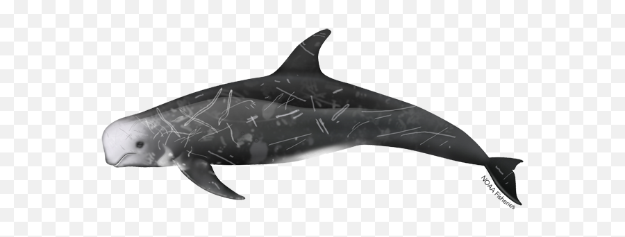 Rissos Dolphin - Dolphin Noaa Emoji,Rare Dolphin Emoticon