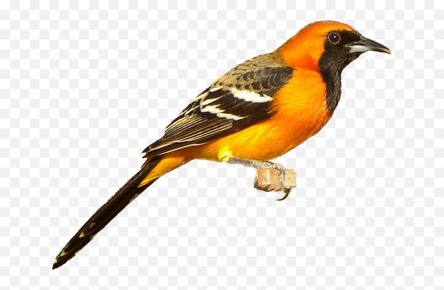 Red Clipart Cardinal Red Cardinal Transparent Free For - Baltimore Oriole Bird Png Emoji,Oriole Emoji