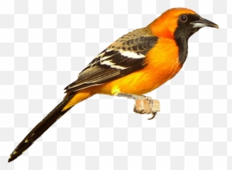 Red Clipart Cardinal Red Cardinal Transparent Free For - Baltimore Oriole Bird Png Emoji,Oriole Emoji