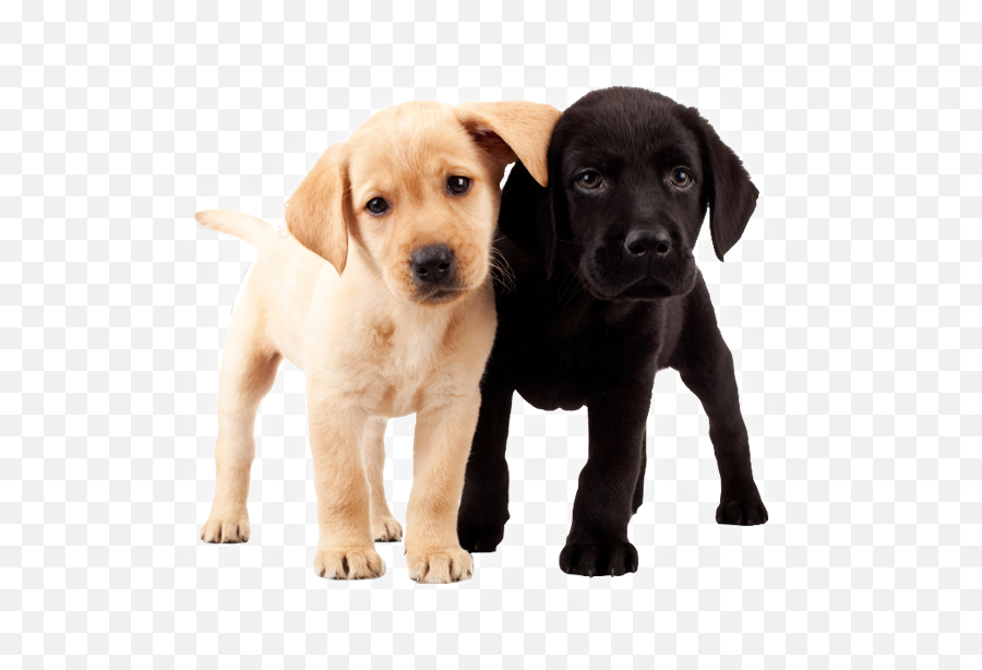 Download Hd Happy Birthday Labrador - Puppy Labrador Emoji,Labrador Retriever Happy Birthday Emoticon