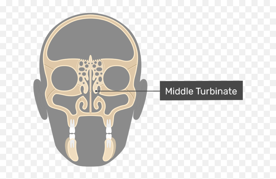 Ethmoid Bone Anatomy Emoji,How To Make A Skull Emoticon On Facebook
