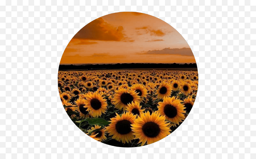 Discover Trending Floral Stickers Instagram Profile Picture Emoji,Gn Flag Emoji