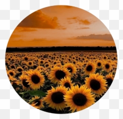 Discover Trending Floral Stickers Instagram Profile Picture Emoji,Gn Flag Emoji