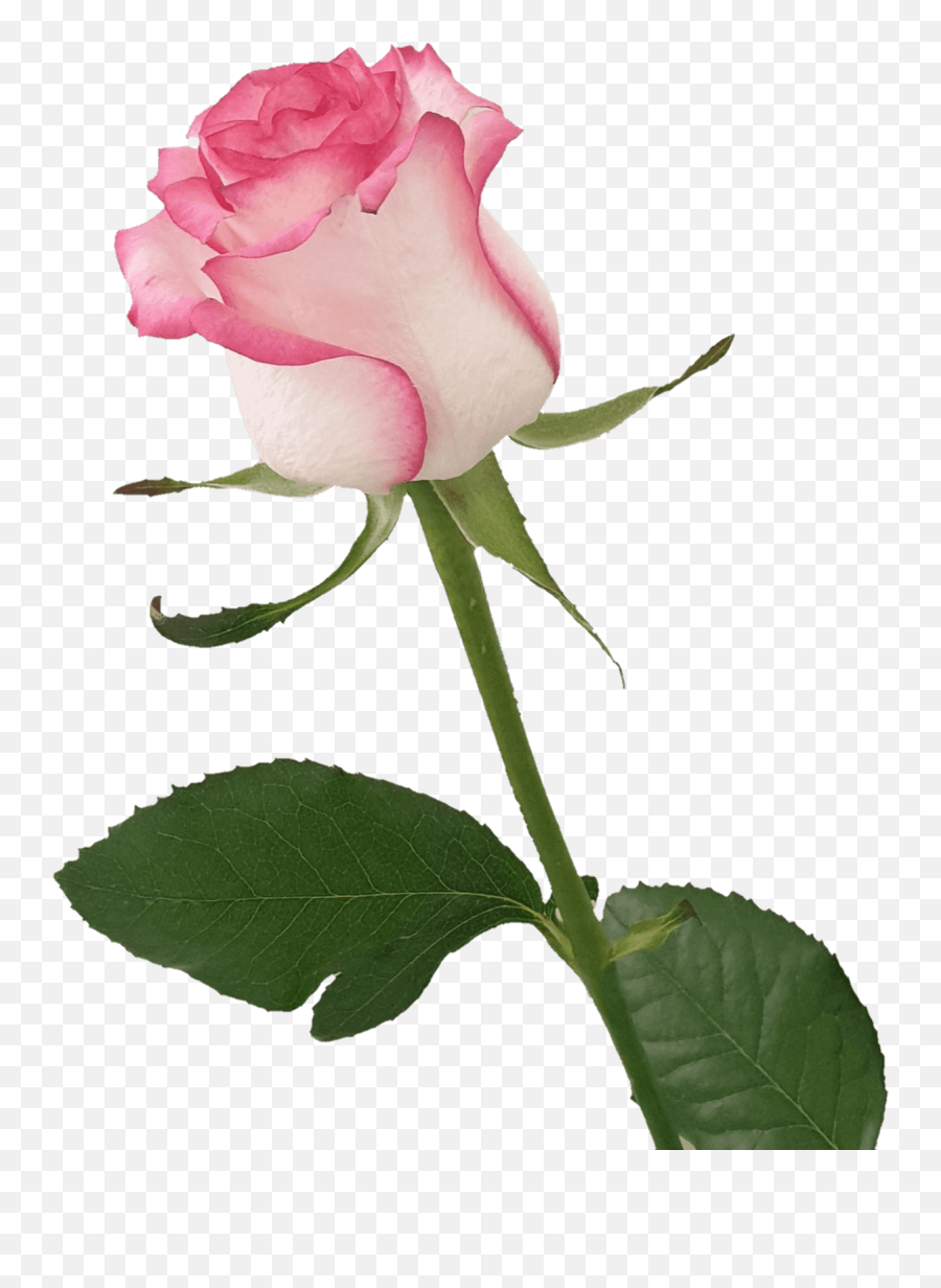 Top Png Flower Flowers Clipart - Pngmoon Png Images Emoji,Pretty Rose Emoji