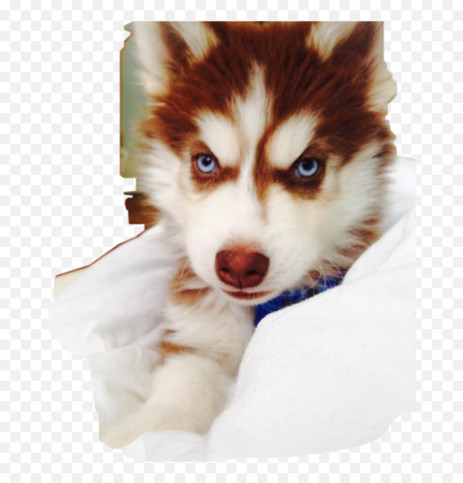 The Most Edited - Red And White Husky Puppy Emoji,Husker Emoji