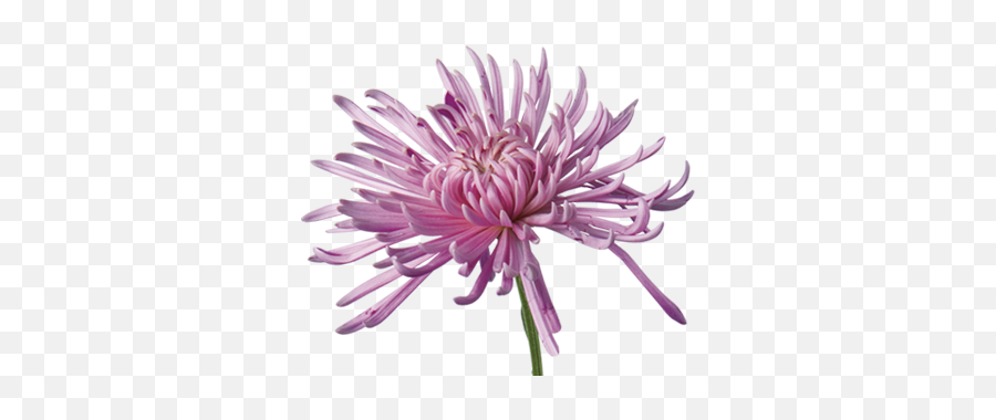 Anniversary Flower Meanings - Open Chrysanthemum Emoji,Deep Emotion Rose Bouquet Ftd