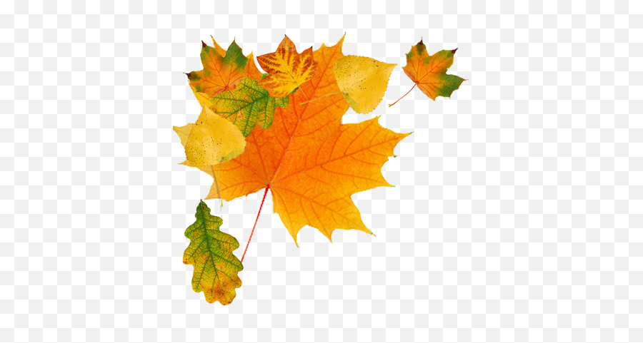 Autumn Leaves Leaf Png - Clip Art Library Autumn Png Emoji,Theoatmeal Facebook Emojis