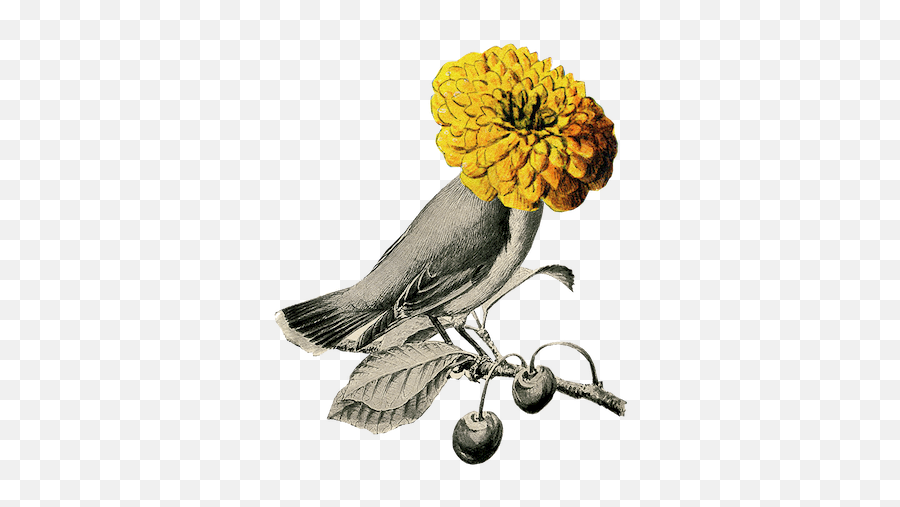 Orfeo Majnun - Illustration Vintage Bird Branch Emoji,Personification Of Emotions In Mythology