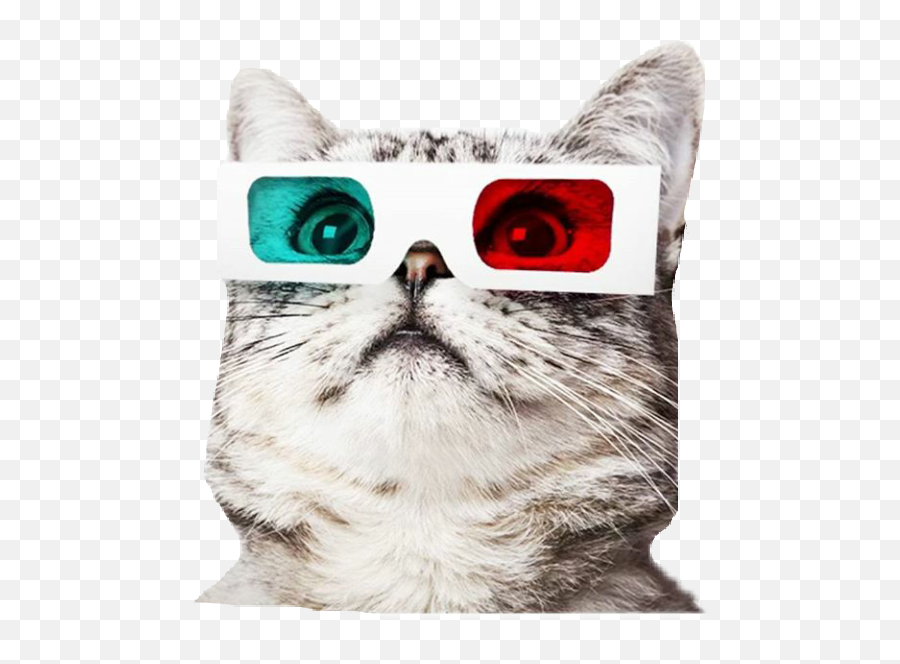 All You Need To Celebrate International Cat Day Is Picsart - Domestic Cat Emoji,Puppy Emoji Pillow