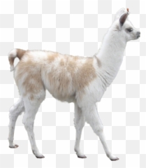 Free Download Transparent Llama On We Heart It 500x573 For - Llama Transparent Background Emoji,Beachy Emojis Iphone