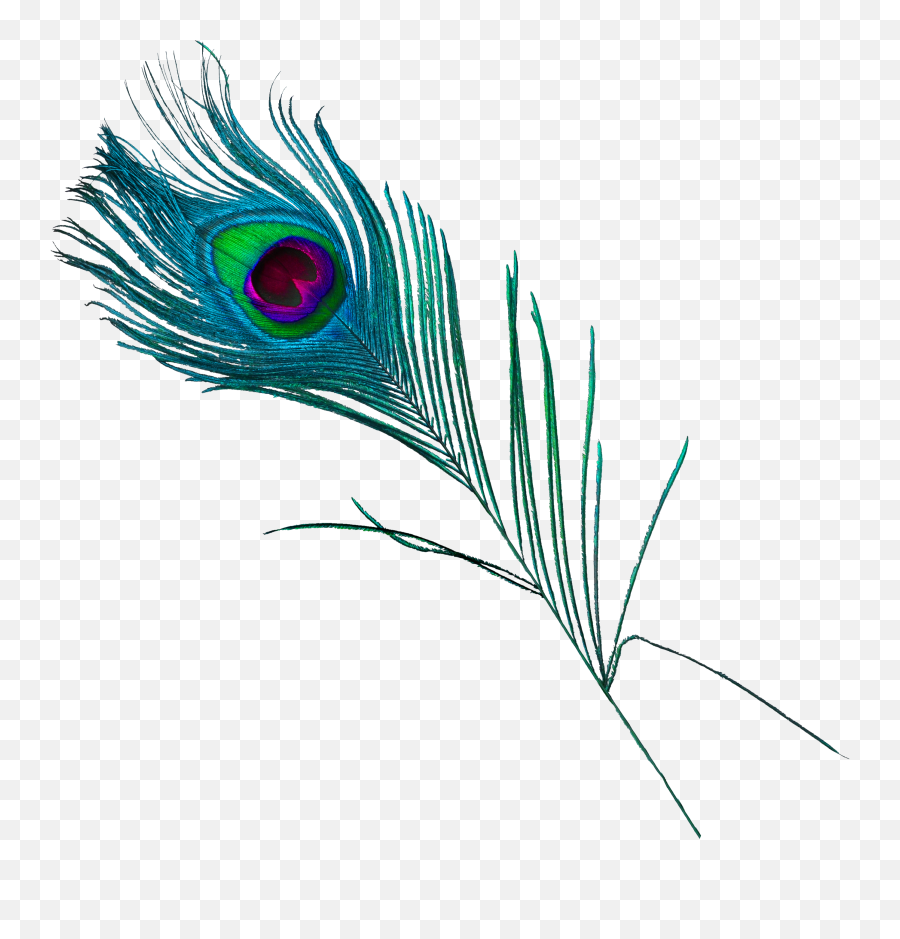 Free Transparent Feather Png Download - Beautiful Peacock Feather Emoji,Peacock Feather Ascii Emoticon