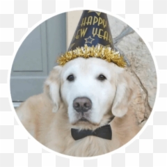 Wholesome Animals Stickers - Live Wa Stickers Birthday Emoji,Emojis Lab Pups