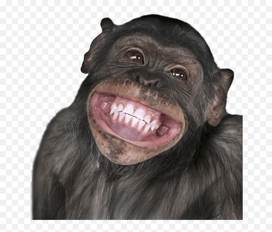 547 Funny Monkey Images Photo Pics Wallpaper Hd Monkeys Emoji,Angry Monkeys Emojis