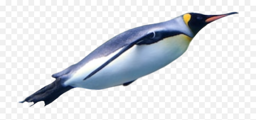 Penguin Kingpenguin Sticker By Probably - King Penguin Emoji,Penguins Emoji