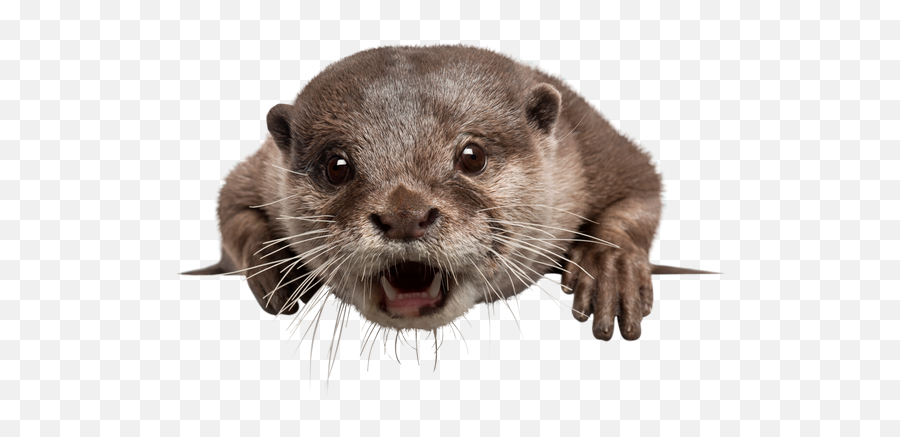 Otter Face Png U0026 Free Otter Facepng Transparent Images - Transparent Background Otter Png Emoji,Otter Emoji Android