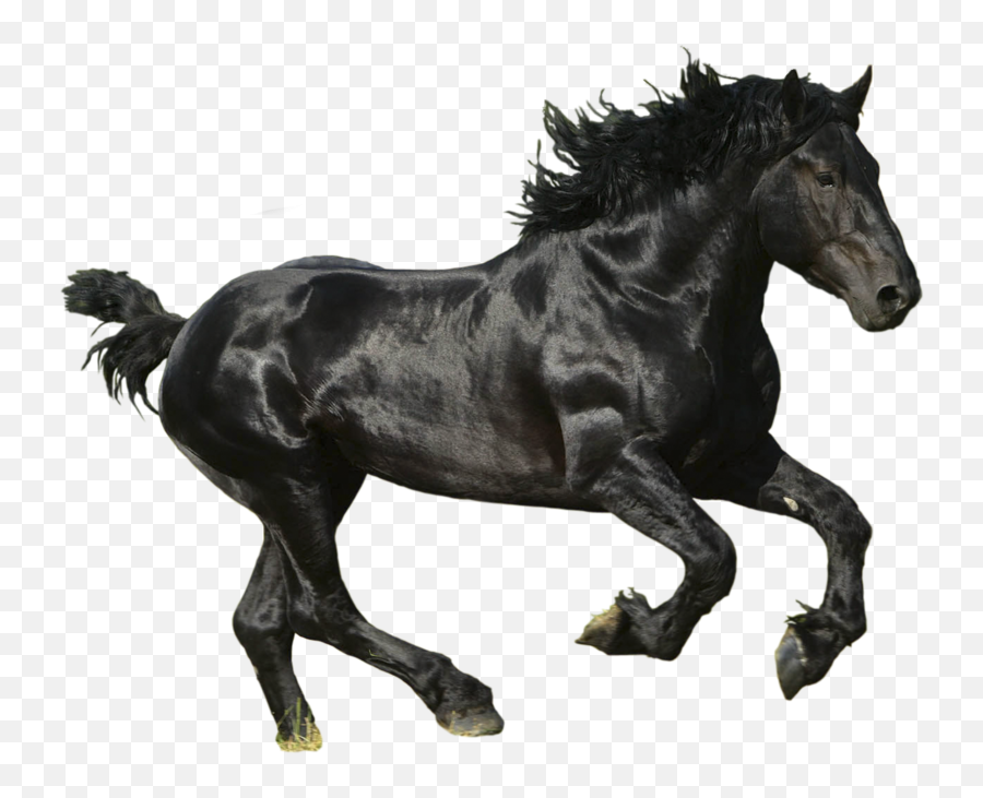 Black Horse Png Animal 15 - Lil Nas X Old Town Road Album Emoji,Black Horse Emoji