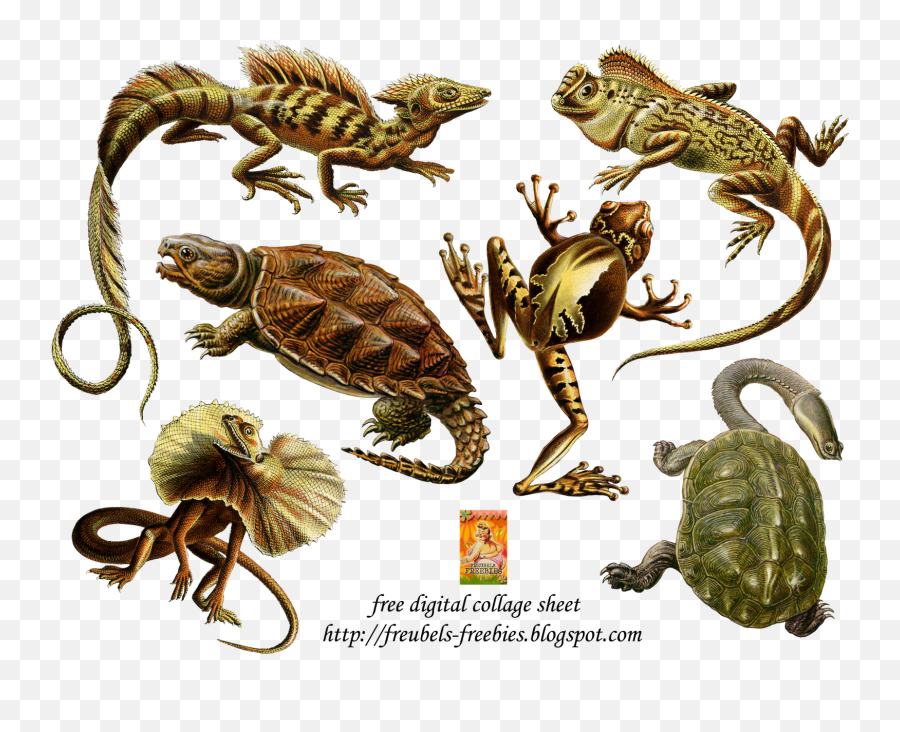 Digital Collage - Ernst Haeckel Reptile Emoji,Reptiles Have Emotions