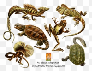 Digital Collage - Ernst Haeckel Reptile Emoji,Reptiles Have Emotions