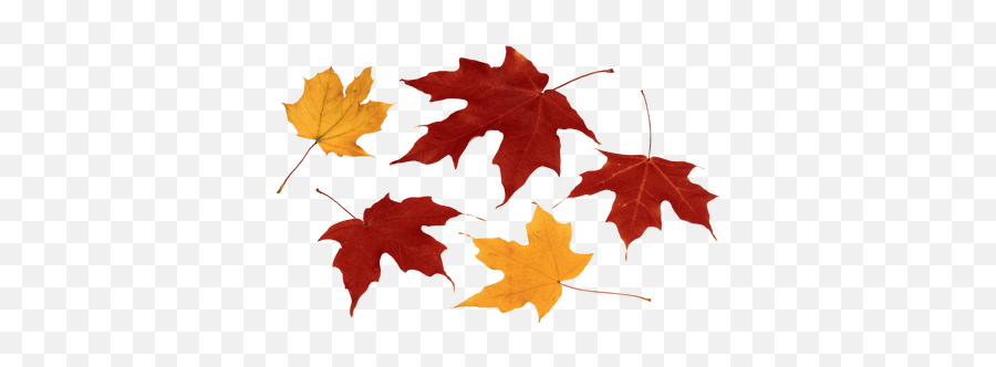 Mapleleaves Autumnleaves Sticker - Autumn Leaves Png Emoji,Fallen Leaves Emoji