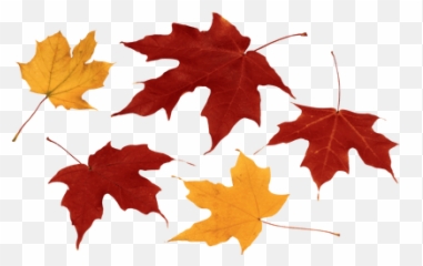 Mapleleaves Autumnleaves Sticker - Autumn Leaves Png Emoji,Fallen Leaves Emoji