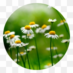 German Chamomile Essential Oil - Chamomile German Essential Oil Png Emoji,Chamoile Emotions