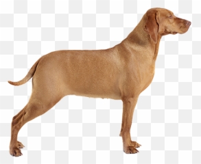 Kidney Disease In Dogs Natural Remedies For Kidney Support - Harness Lead Emoji,Dog Development Emotions