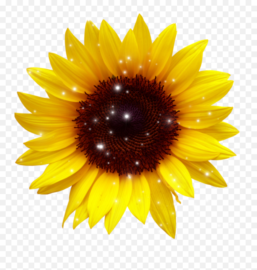 Sunflower - Sunflower Png Emoji,Sunflower Emoji Iphone