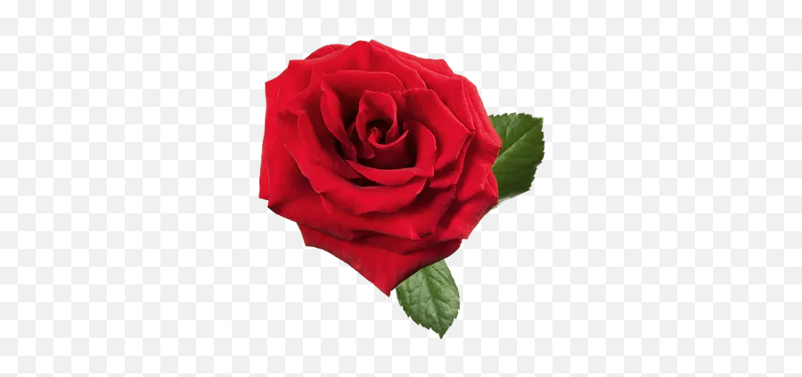 Red Roses Stickers For Whatsapp And Signal Makeprivacystick - Rose Emoji,Red Rose Emoticon