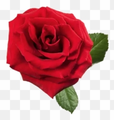 Red Roses Stickers For Whatsapp And Signal Makeprivacystick - Rose Emoji,Red Rose Emoticon