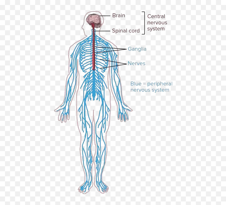 Brain Cells Carry Out Their Functions - Nervous System Human Organ System Emoji,Emotions And The Neurological System