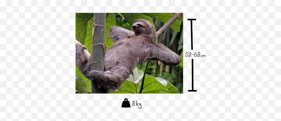 Sloth U2014 Facts - Animalsu0027 Move Wildlife Manuel Antonio National Park Emoji,Sloth Emoticon Facebook