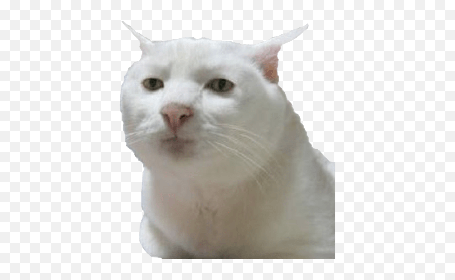 Cat Meme Stickers By - Soft Emoji,Cat Meme 100 Emoji