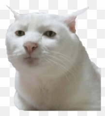 Cat Meme Stickers By - Soft Emoji,Cat Meme 100 Emoji