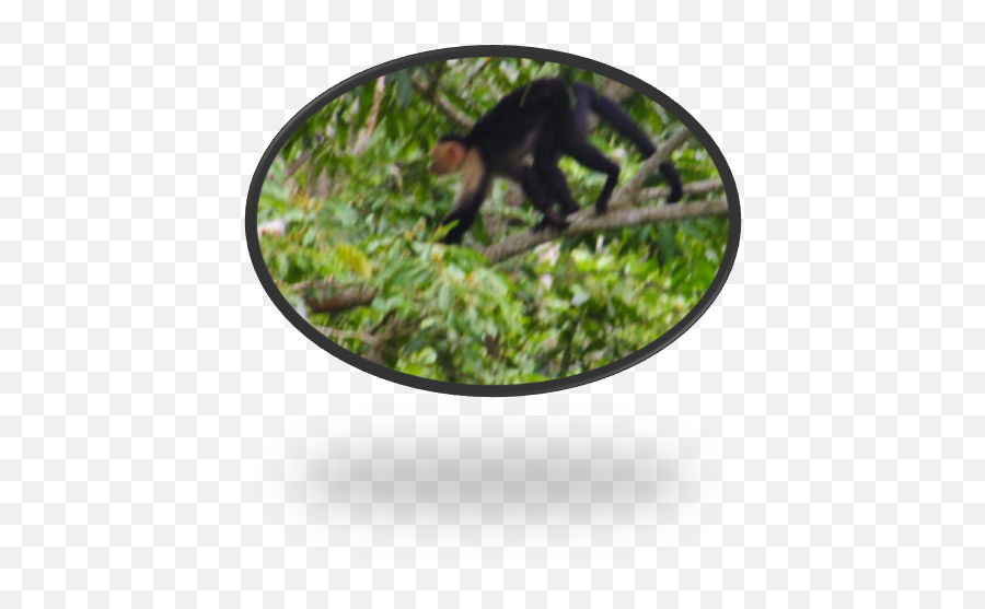 Monkeys Upala Costa Rica - Spider Monkey Emoji,Emotions Of A White-faced Capuchin Monkey