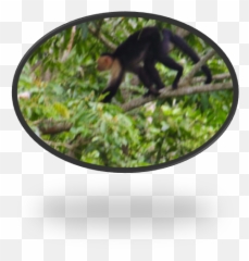 Monkeys Upala Costa Rica - Spider Monkey Emoji,Emotions Of A White-faced Capuchin Monkey