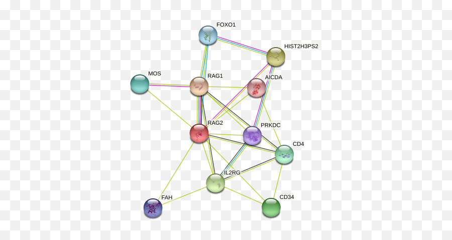 Rag2 Protein Callithrix Jacchus - String Interaction Network Emoji,Emotion Support Gerbil