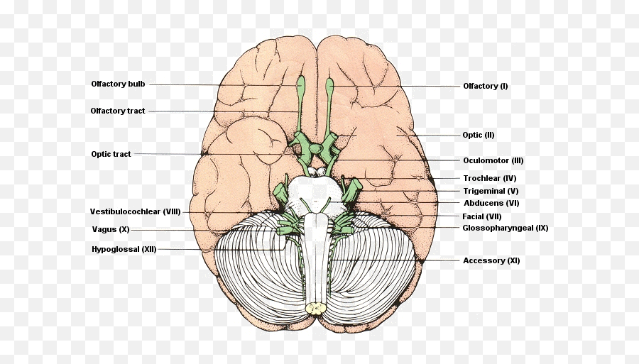 Foot Health Practitioner Diploma Course - Assignment 6 Emoji,Organ Emotions Visceral