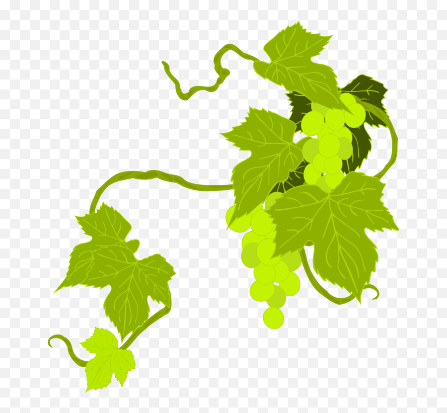 Art Grape Vine Leaf Transparent Background Png Mart Emoji,Grape Emojis