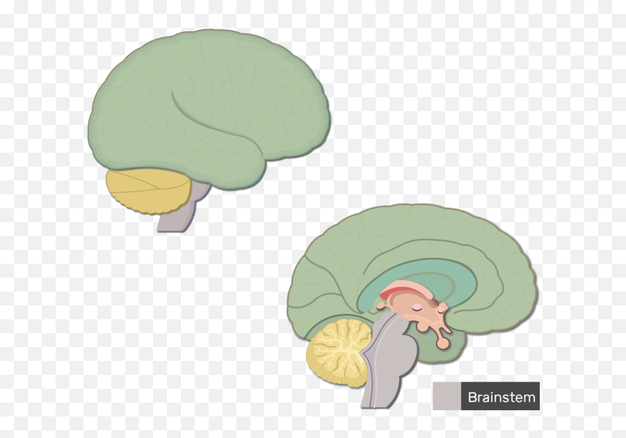 Overview Of Major Brain Structures And Functions - Brain Emoji,Part Of The Brain Emotions