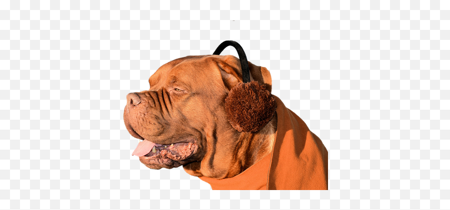Free Muff Ear Muffs Photos - Png Dog Fun Emoji,Dog Ear Emotions