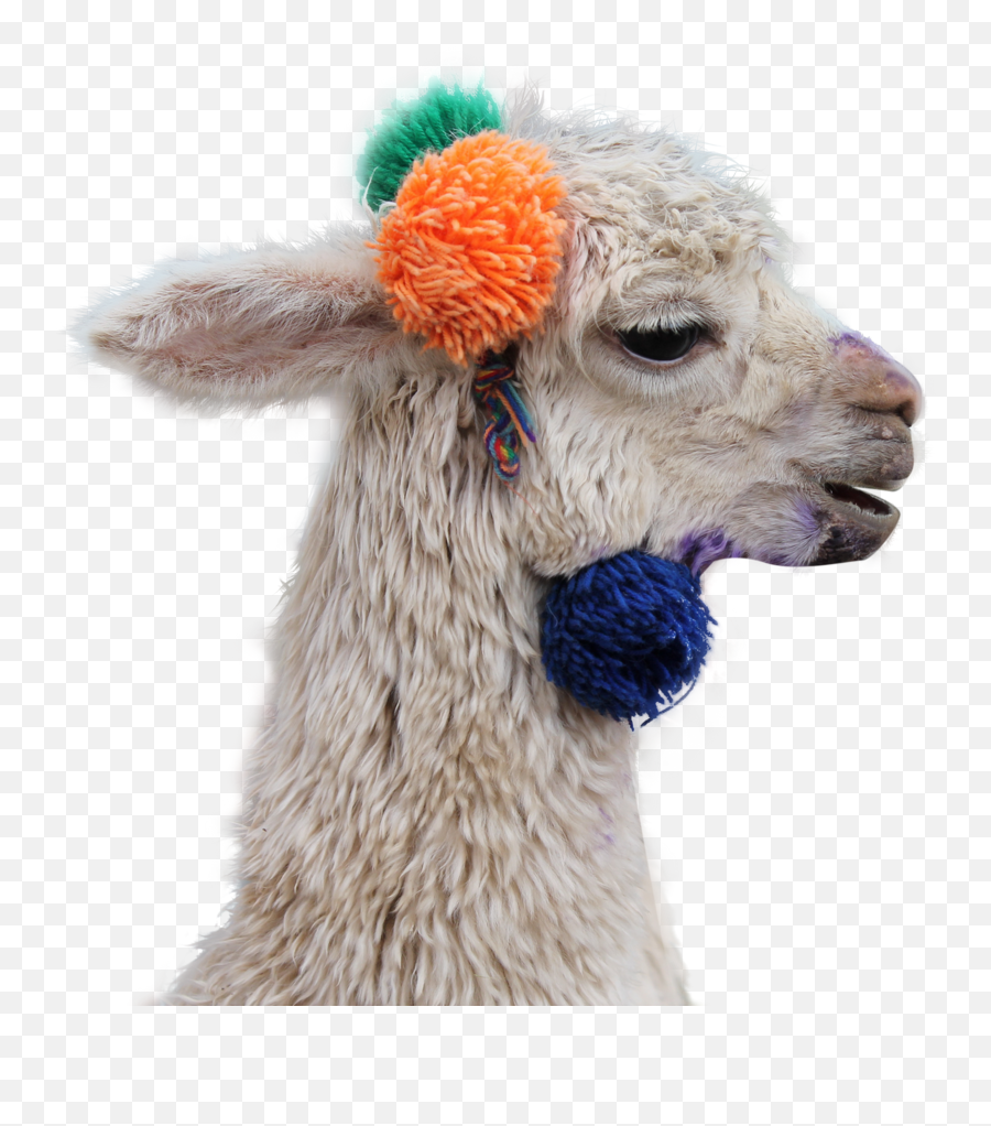 Somos 1 - Alpaca Cusco Emoji,Spanish 1 Unit 6 Emotions