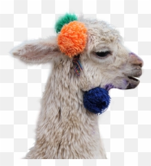 Somos 1 - Alpaca Cusco Emoji,Spanish 1 Unit 6 Emotions