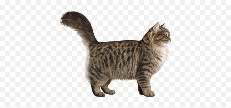 Siberian Facts - Domestic Cat Emoji,Cat Ears Sense Your Emotion