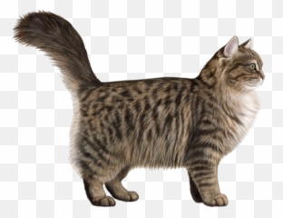 Siberian Facts - Domestic Cat Emoji,Cat Ears Sense Your Emotion