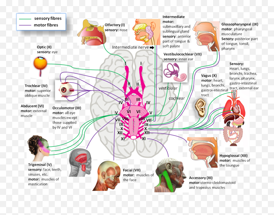 Pin - Lesson The Cranial Nerves Emoji,Emotions And The Neurological System