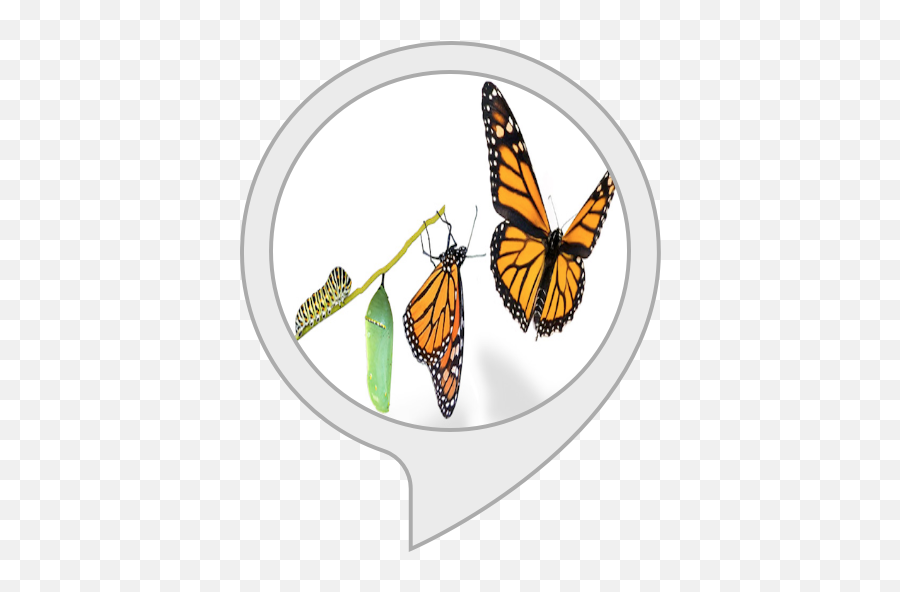 Amazoncom Healing Music Alexa Skills - Monarch Butterfly Emoji,432 Hz Healing Vibrations Of The Emotion Of Love Miracle Tone Raise Positive