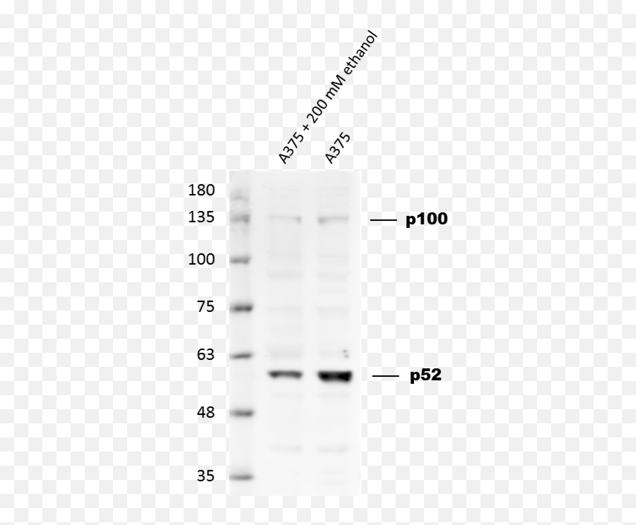 Human Nfkb2 Antibody Mab28881 - 100 Ru0026d Systems Language Emoji,Monoclonal Emoji