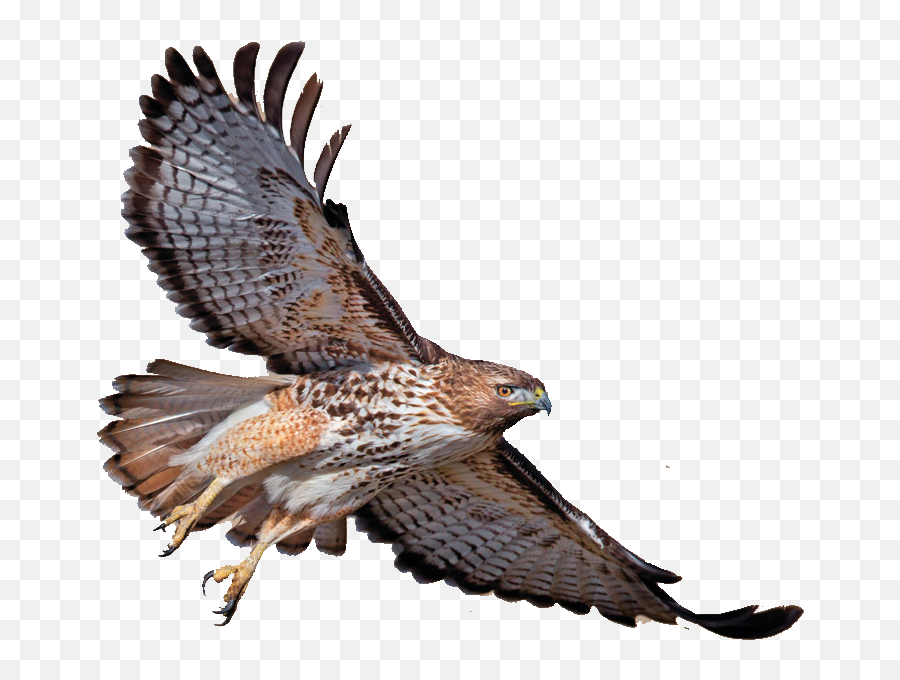 Download Turkey Red - Red Taild Hawk Png Emoji,Vulture Emoticon