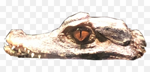 Gator Aligator Crocodile Sticker By - Canine Tooth Emoji,Gators Emoji